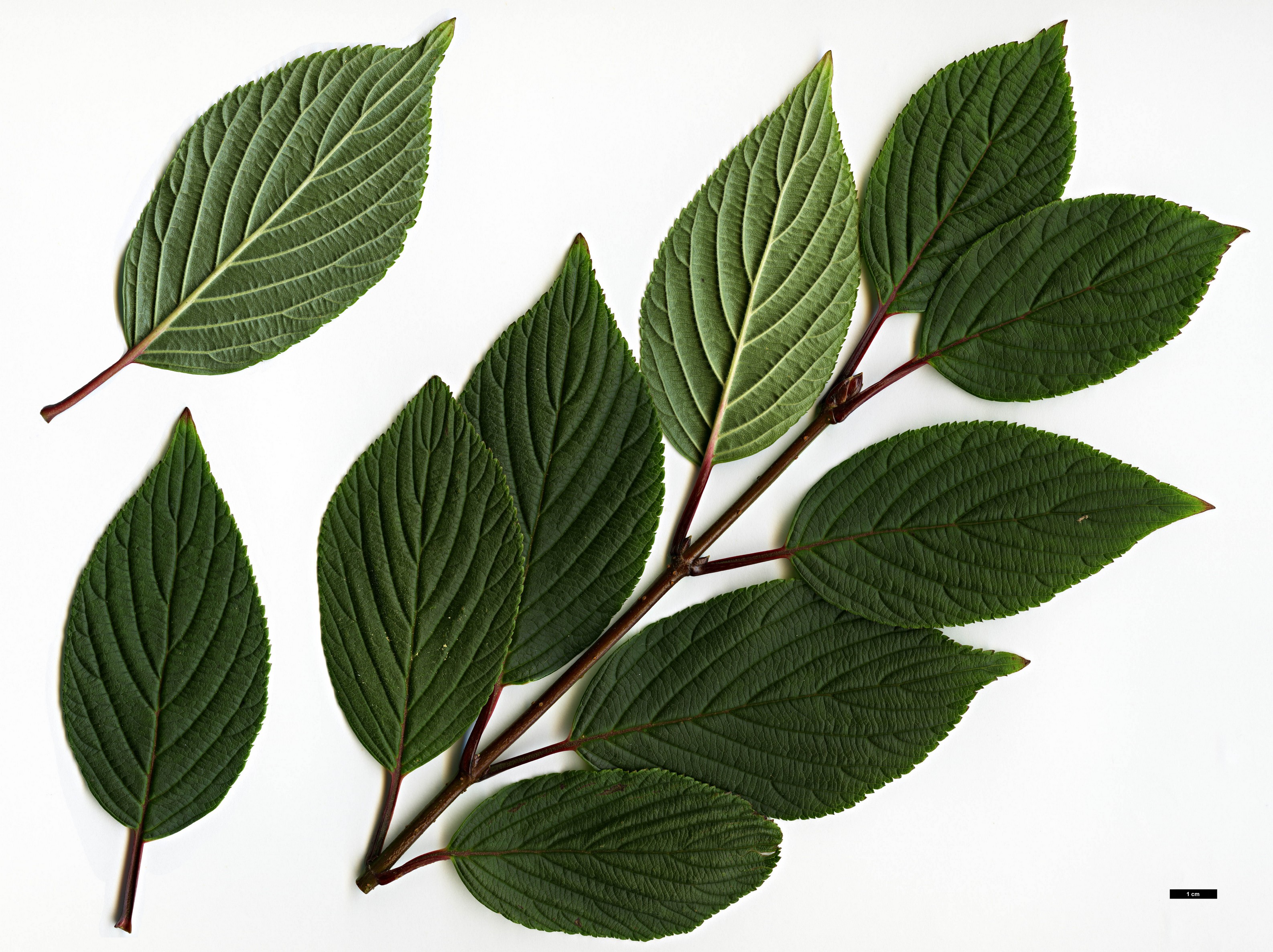 High resolution image: Family: Adoxaceae - Genus: Viburnum - Taxon: grandiflorum - SpeciesSub: f. grandiflorum